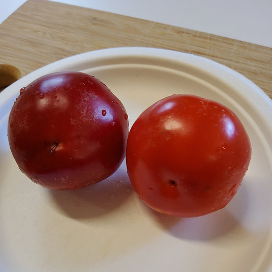 Freilandpaprika OpenSky® 'Speedy Rosina®'-Jungpflanzen