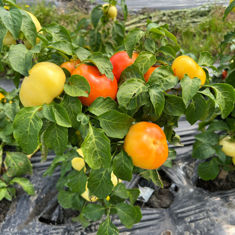 Freilandpaprika OpenSky® 'Speedy Rosina®'-Jungpflanzen