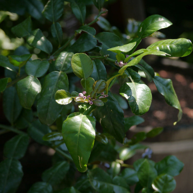 Citrobella® Kaffirlimette-Jungpflanzen