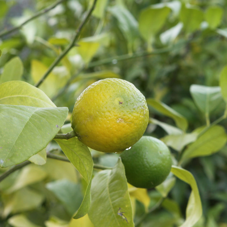 Citrobella® Volkamer lemon young plants