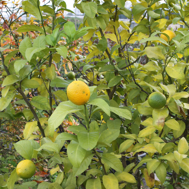 Citrobella® Volkamer lemon young plants