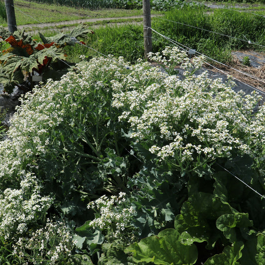 Sea kale 'Caramba® Green' - young plants
