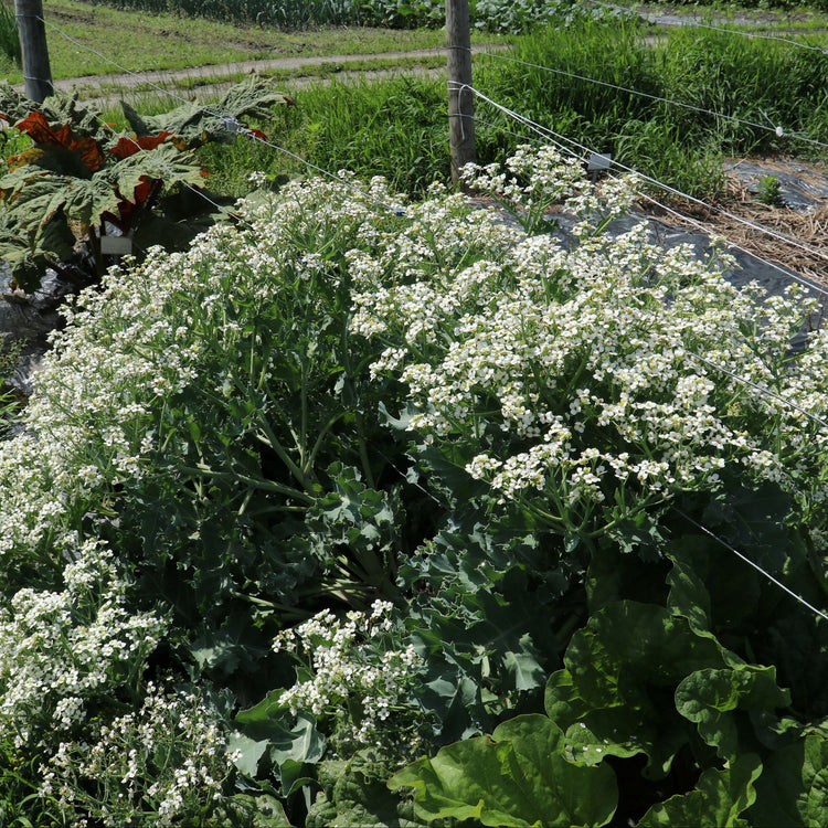 Sea kale 'Caramba® Green' - young plants