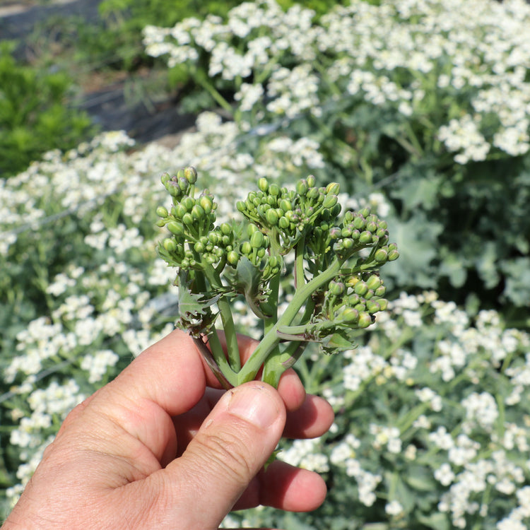 Sea kale 'Caramba® Green' - young plants
