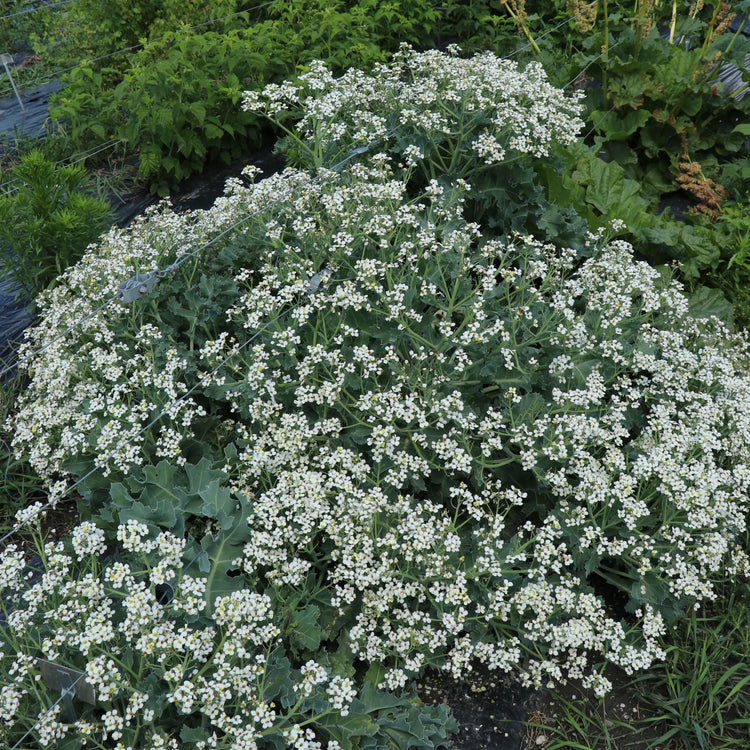 Sea kale 'Caramba® Green' - young plants
