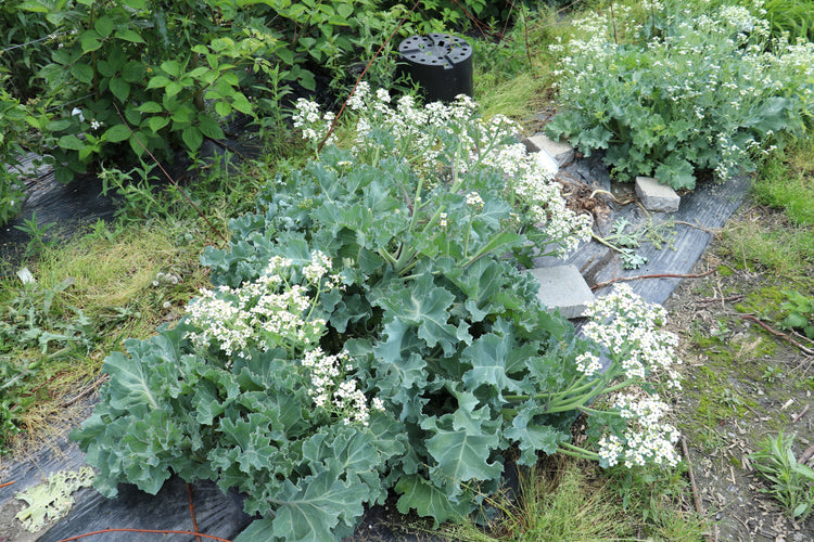 Sea kale 'Caramba® Blue' young plants