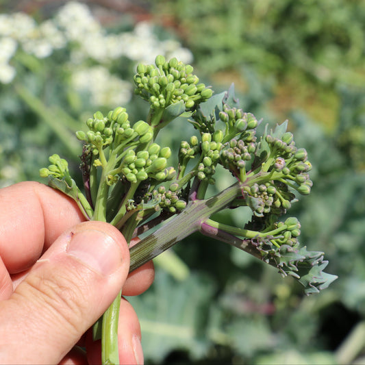 Sea kale 'Caramba® Blue' young plants