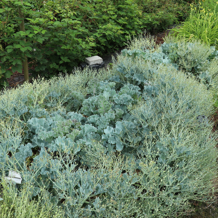 Sea kale 'Caramba® Blue' young plants