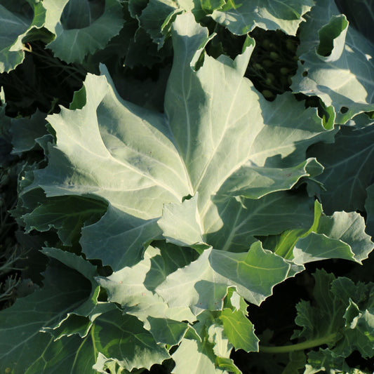 Sea kale 'Caramba® White' - young plants