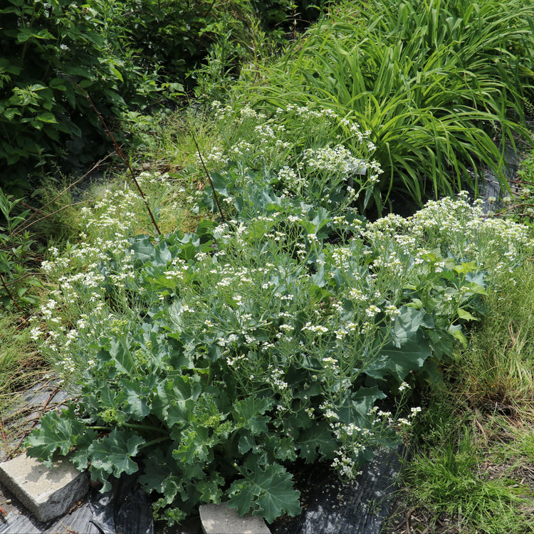 Sea kale 'Caramba® White' - young plants