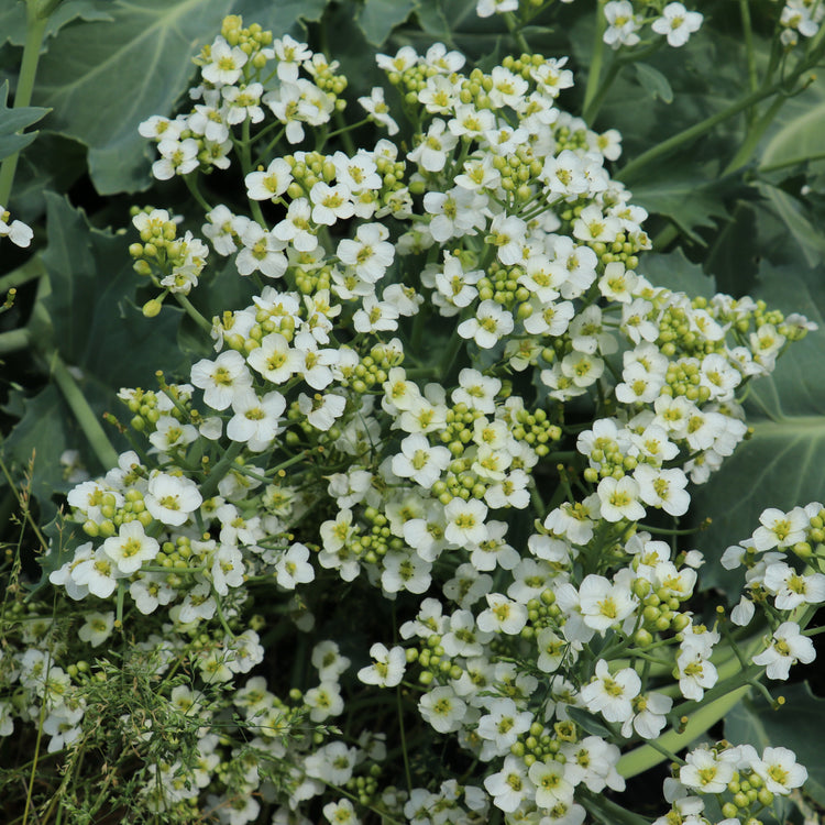 Sea kale 'Caramba® White' - young plants