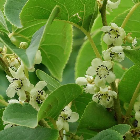 KiwiBerry® Super Issai