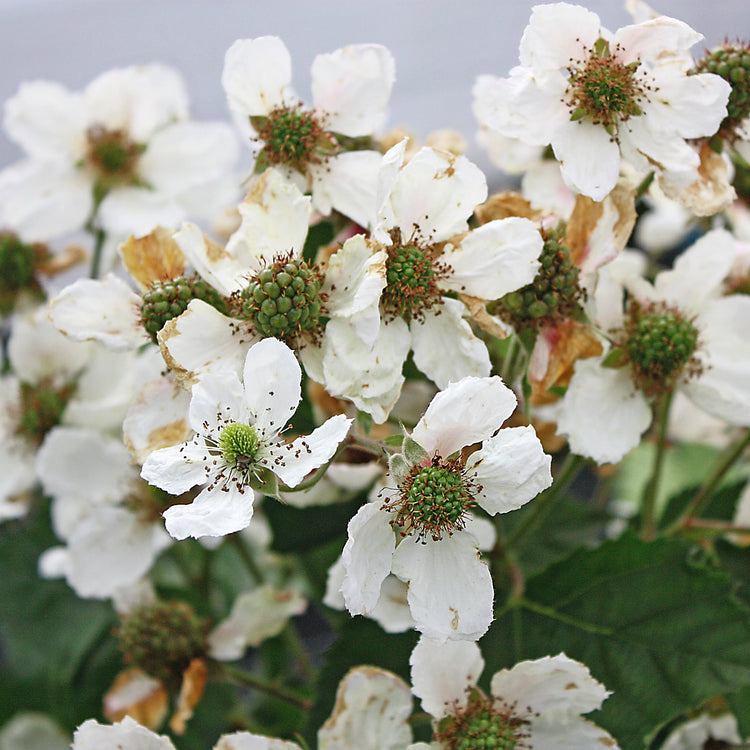 Blackberry Direttissima® Montblanc'® young plants