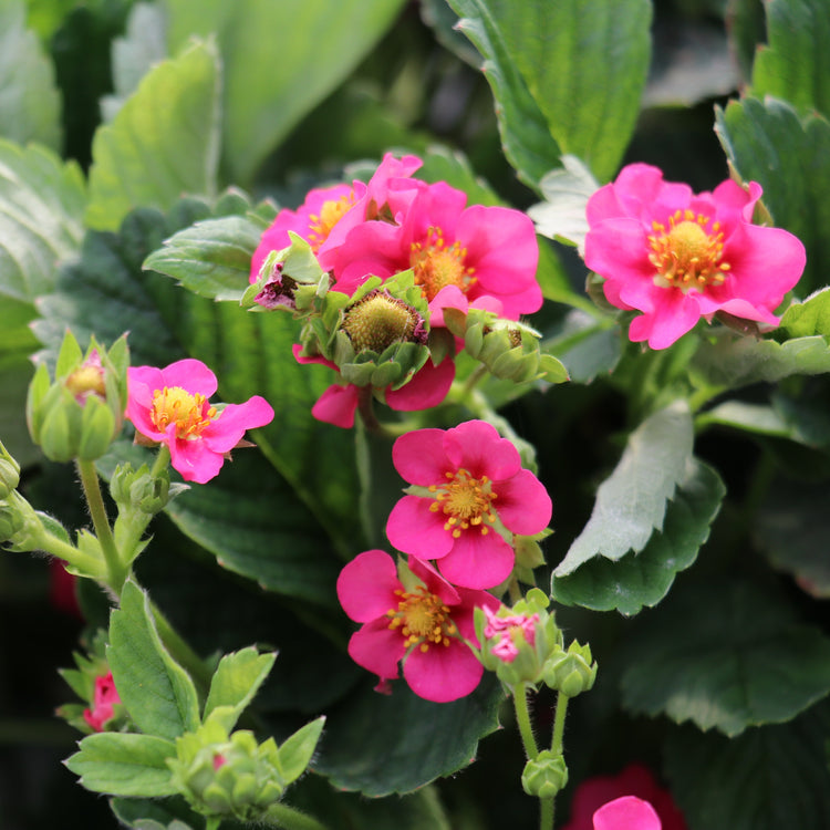 Strawberry Double Pleasure® Standing Pink Wonder®