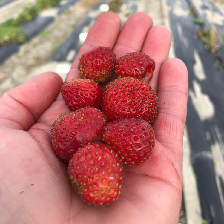 Strawberry Double Pleasure® Standing Pink Wonder®