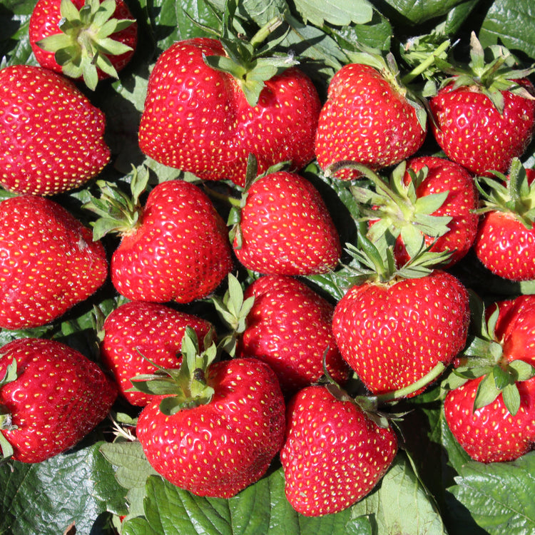 Strawberry Frutium® 'Bonneure'® young plants