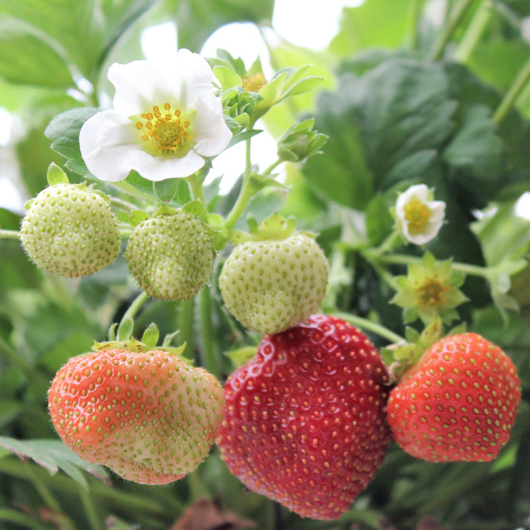 Erdbeere Parfum® 'Ewigi Liebi'®-Jungpflanzen