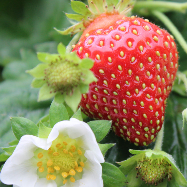 Erdbeere Parfum® 'Ewigi Liebi'®-Jungpflanzen