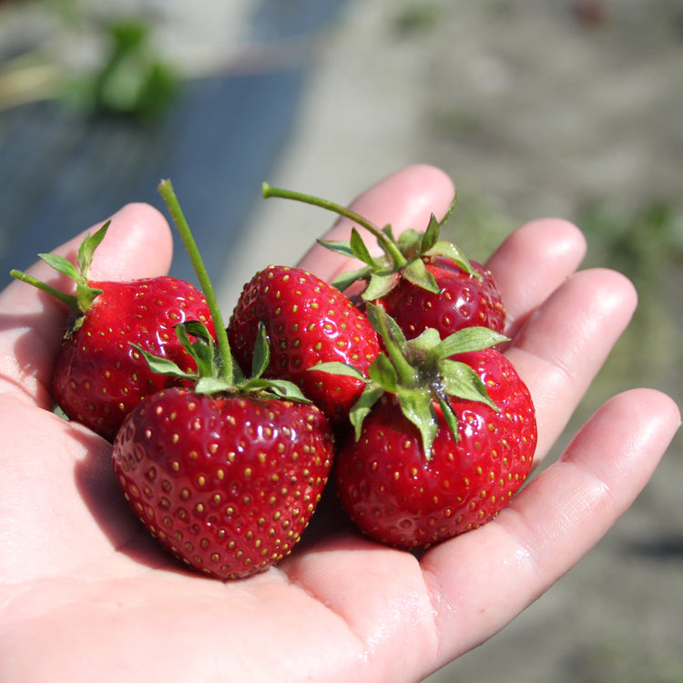 Erdbeere Parfum® 'Ewigi Liebi'®-Jungpflanzen