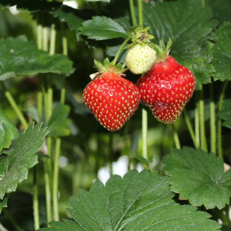 Erdbeere Parfum® 'Ewigi Liebi'®-Jungpflanzen