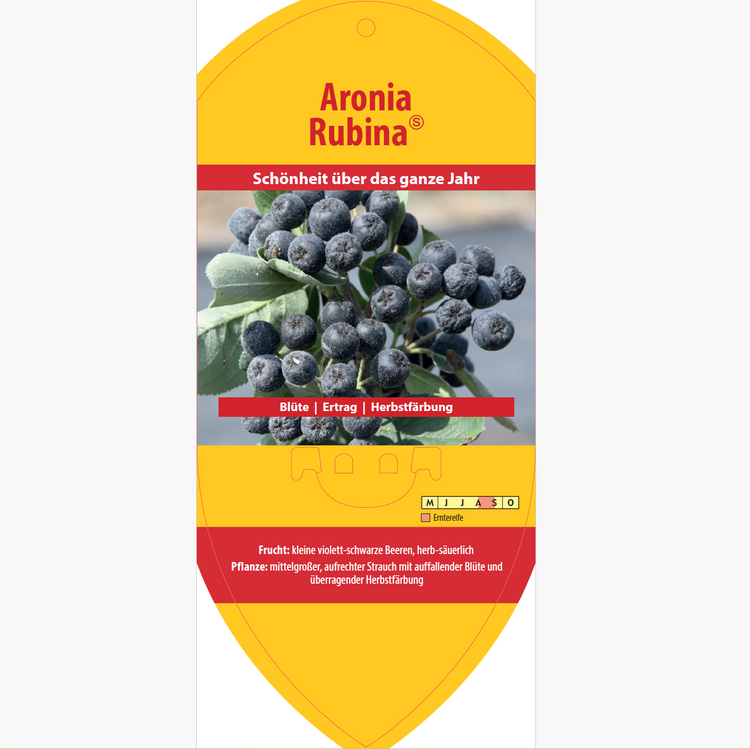 Picture labels - Aronia melanoc. 'Rubina'