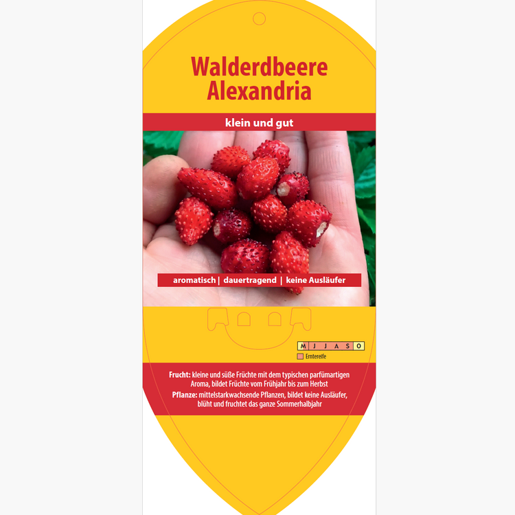 Bildetiketten - Fragaria 'Alexandria'