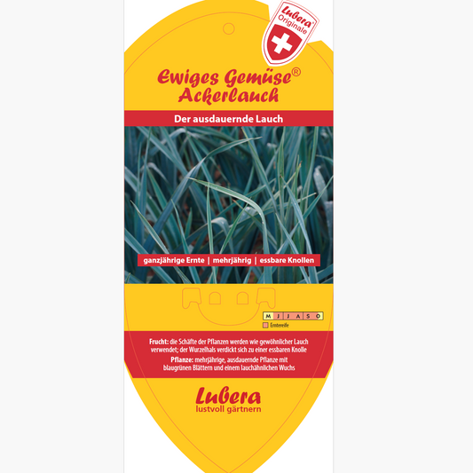 Bildetiketten - Allium ampeloprasum 'Ackerlauch'