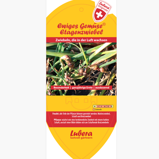 Bildetiketten - Allium viviparum 'Etagenzwiebel'