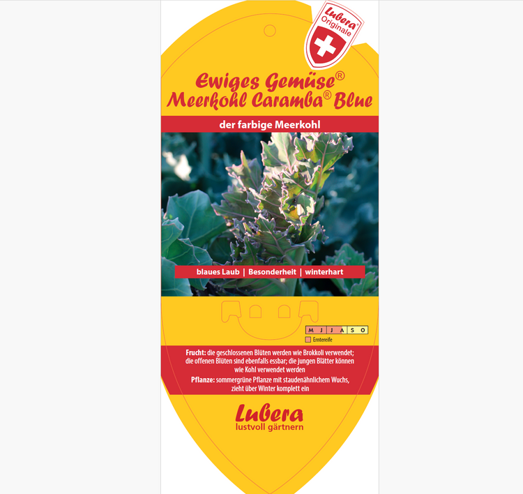 Bildetiketten - Crambe mar. Caramba® Blue