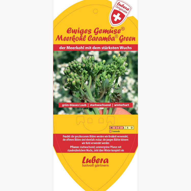 Bildetiketten - Crambe mar. Caramba® Green