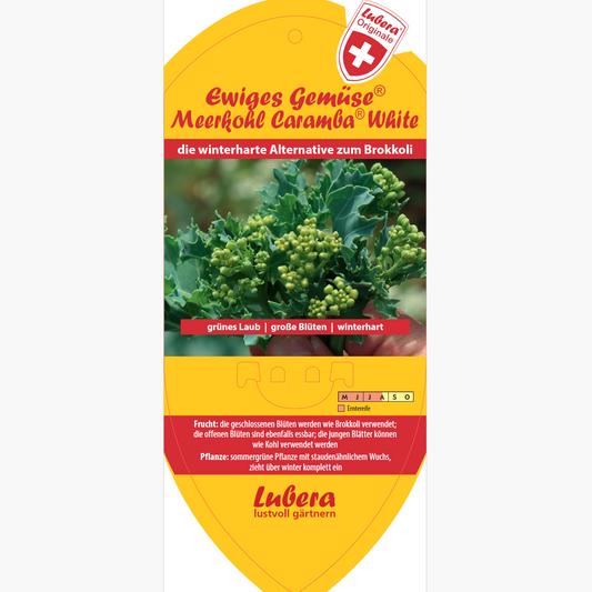 Bildetiketten - Crambe mar. Caramba® White