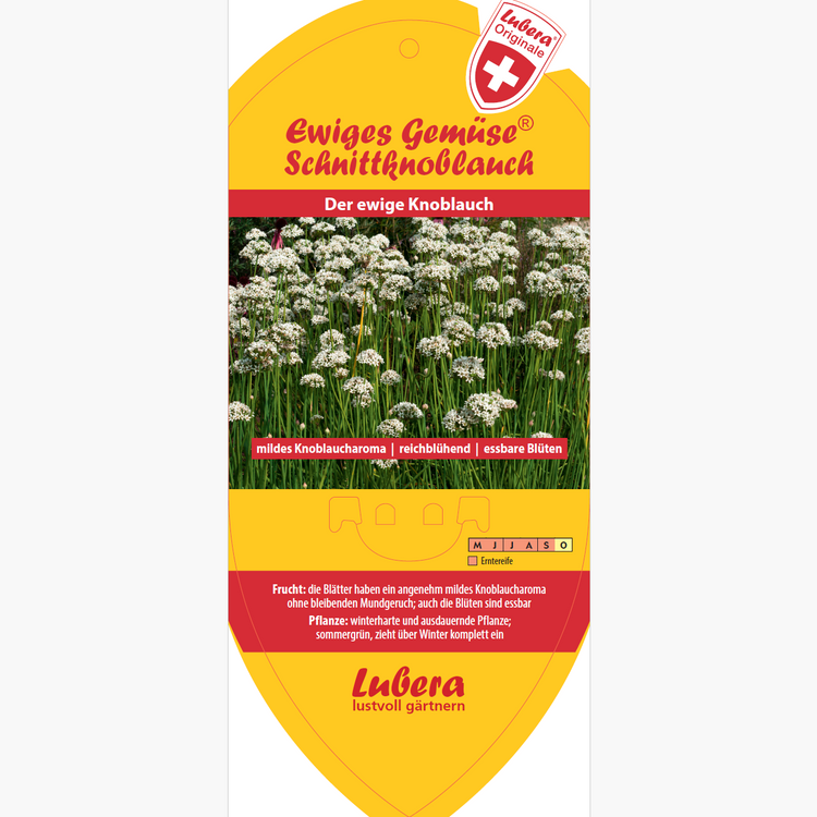 Image labels - Allium tuberosum 'Cut Garlic'