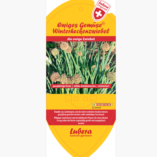 Bildetiketten - Allium fistolosum 'Winterheckenzwiebel'