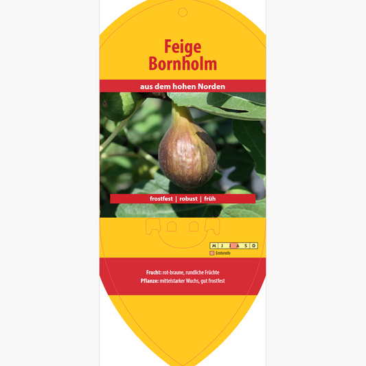 Picture labels - Ficus carica 'Bornholm'