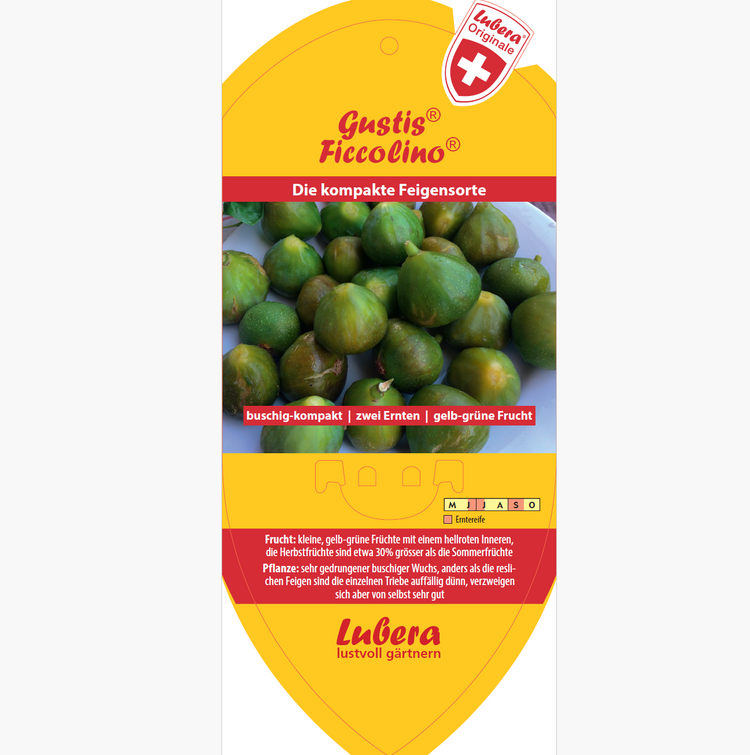 Bildetiketten - Ficus carica Gustis® 'Ficcolino®'
