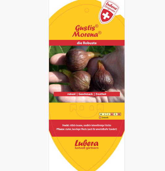 Bildetiketten - Ficus carica Gustis® 'Morena®'
