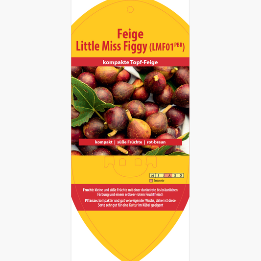 Picture labels - Ficus carica 'Little Miss Figgy'