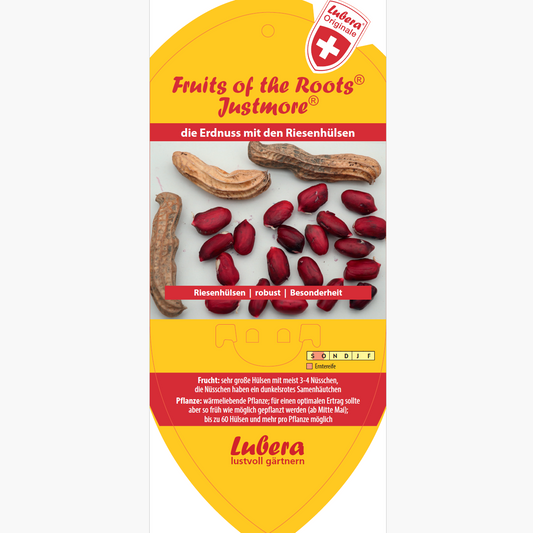 Bildetiketten - Arachis 'Justmore®'