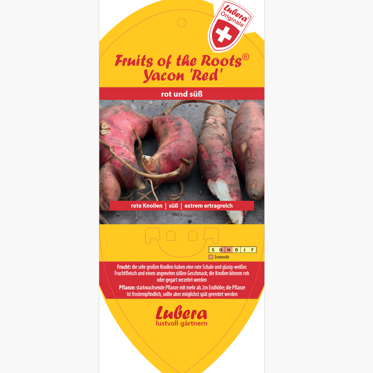 Picture labels - Smallanthus sonch. 'Yacon Red'