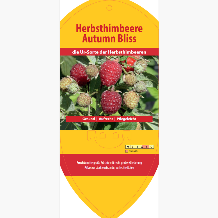 Bildetiketten - Rubus idaeus 'Autumn Bliss'