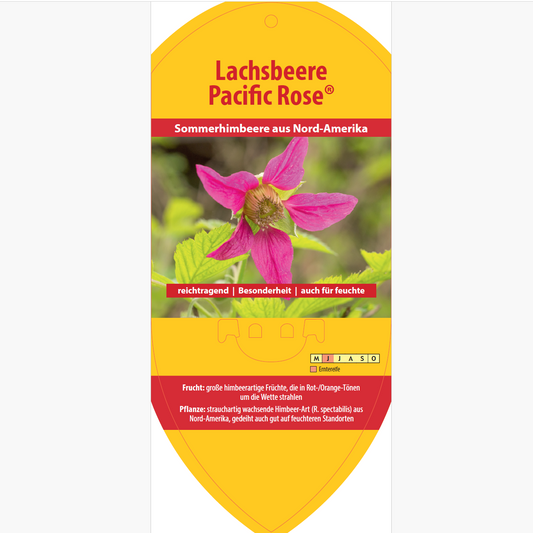 Picture labels - Rubus spec. 'Pacific Rose'