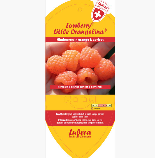 Picture labels - Rubus idaeus Lowberry® 'Little Orangelina®'