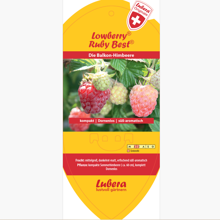 Bildetiketten - Rubus idaeus Lowberry® 'Ruby Best®'