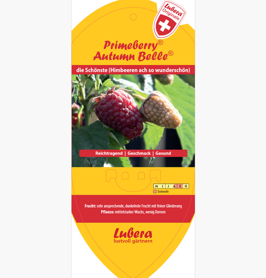 Bildetiketten - Rubus idaeus 'Autumn Belle®'