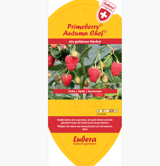 Bildetiketten - Rubus idaeus 'Autumn Chef®'