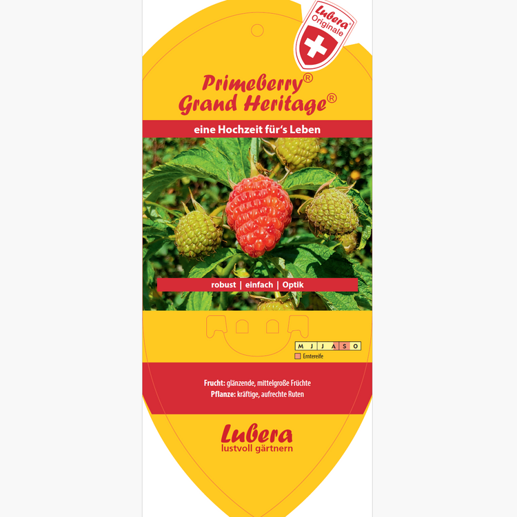 Bildetiketten - Rubus idaeus Primeberry® 'Grand Heritage®'
