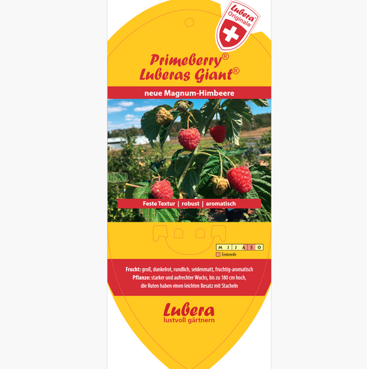 Picture labels - Rubus idaeus 'Autumn Fleshy®'