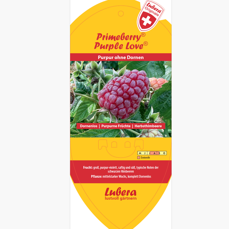 Bildetiketten - Rubus idaeus Primeberry® 'Purple Love®'