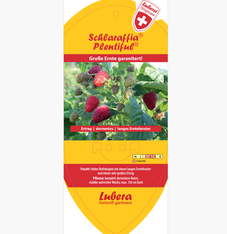 Bildetiketten - Rubus idaeus Schlararffia® 'Plentiful®'