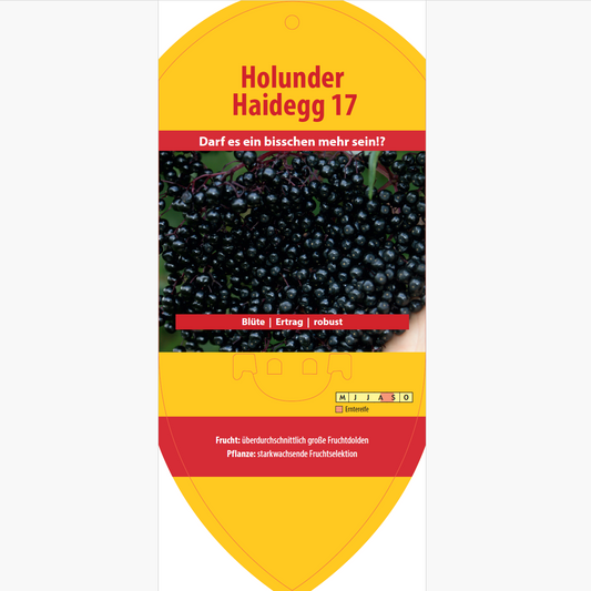 Picture labels - Sambucus nigra 'Haidegg 17'